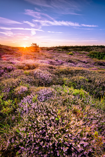 Zonsondergang over de heide