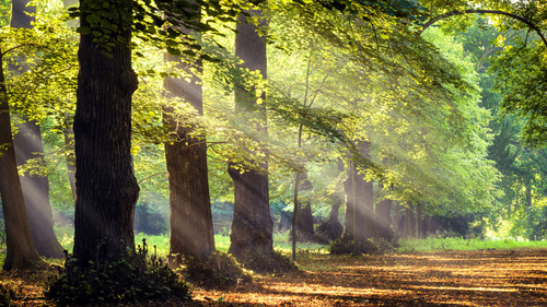Zonnestralen in het bos