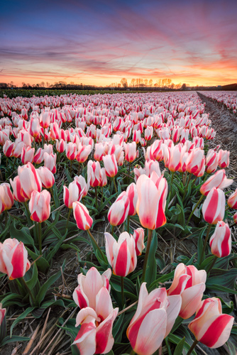 bollenvelden bij zonsondergang.